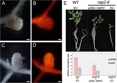 Amino Acid Polymorphisms in the VHIID Conserved Motif of Nodulation Signaling Pathways 2 Distinctly Modulate Symbiotic Signaling and Nodule Morphogenesis in Medicago truncatula